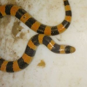 Meet your Posher, Zac